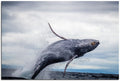 Breaching Whale 1JP071