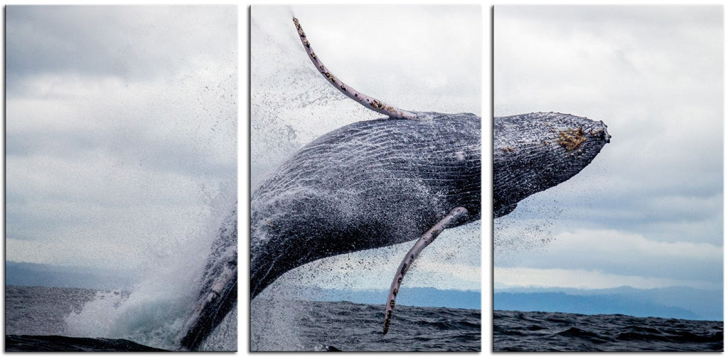 Breaching Whale 1JP071