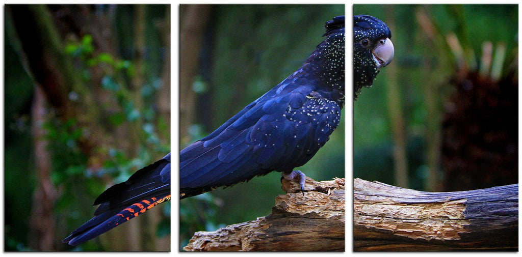 Black Cockatoo 1JP081