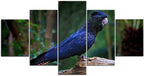 Black Cockatoo 1JP081