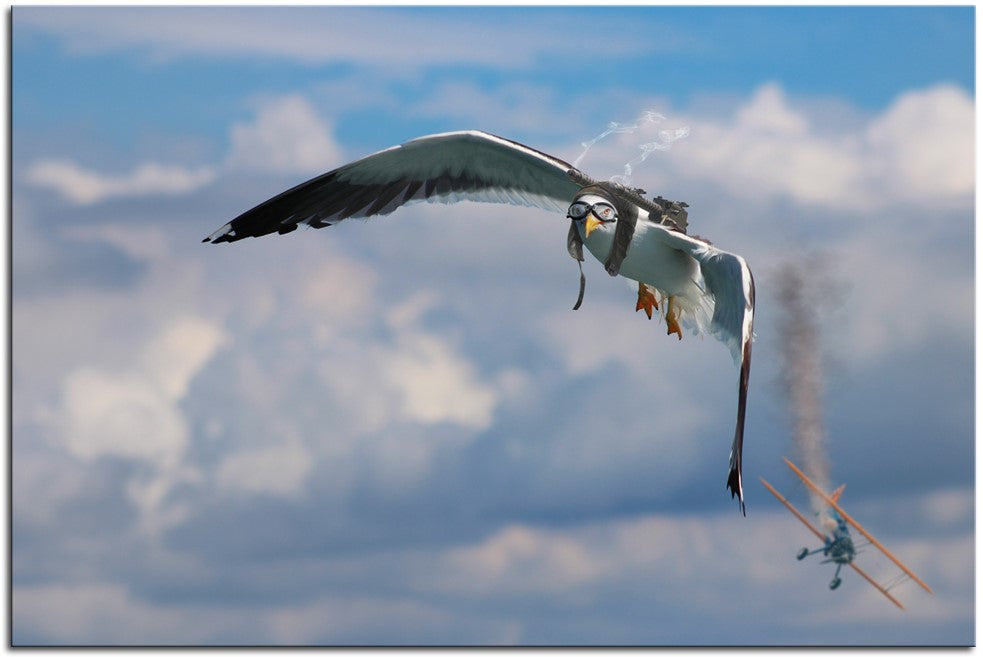 Ace Seagull 1JP083