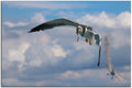 Ace Seagull 1JP083
