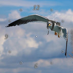 Ace Seagull 1JP083