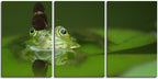Butterfly on Frog 1JPD144