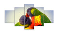 Amazingly Colourful Rainbow Lorikeets 1PHM008