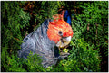 Beautiful Gang Gang Cockatoo ,Pictures in Metallic Finish 1PHM061MP