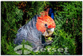 Beautiful Gang Gang Cockatoo 1PHM061