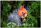 Beautiful Gang Gang Cockatoo 1PHM061
