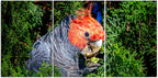 Beautiful Gang Gang Cockatoo 1PHM061