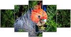 Beautiful Gang Gang Cockatoo 1PHM061