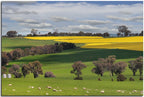 Barley Crop Australia 1JP207