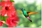 Amazing Humming Bird 1JP008